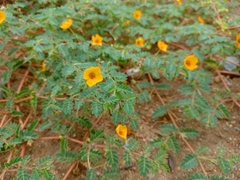 Kallstroemia tribuloides