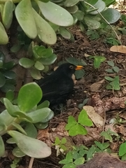 Turdus merula cabrerae