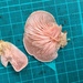 トキイロヒラタケ