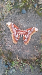 Rothschildia speculifer