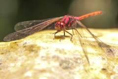 Trithemis lilacina