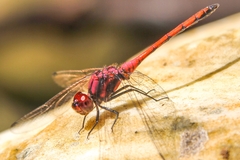 Trithemis lilacina