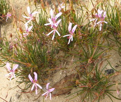 Pelargonium