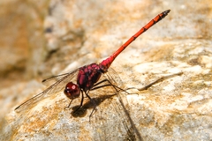 Trithemis lilacina