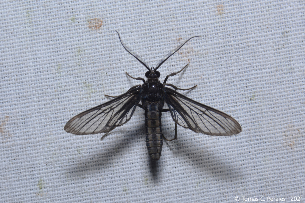Mesothen desperata