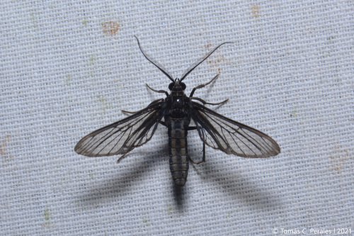 Mesothen desperata