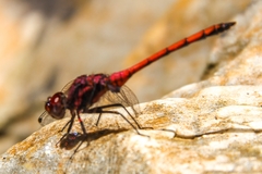 Trithemis lilacina