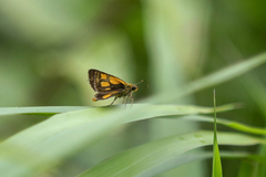 Ampittia dioscorides camertes