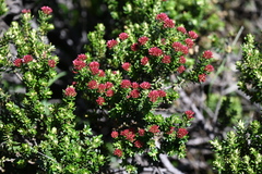 Ozothamnus alpinus