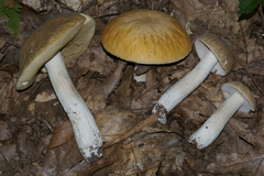 Boletus nobilis