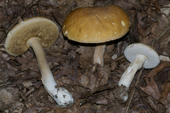 Boletus nobilis