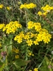Senecio leucanthemifolius - Photo (c) floraphil, some rights reserved (CC BY-NC), uploaded by floraphil