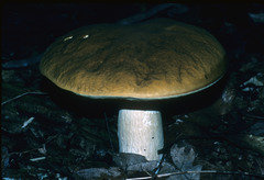 Boletus nobilis