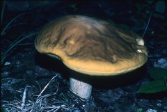 Boletus nobilis