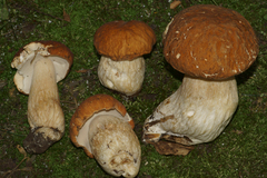 Boletus nobilissimus