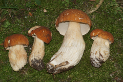 Boletus nobilissimus