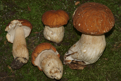Boletus nobilissimus