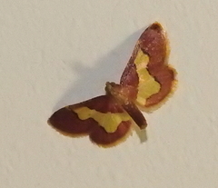 Bostra xanthorhodalis