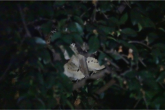 Bambusicola thoracicus