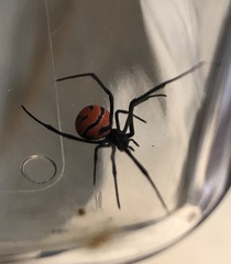 Latrodectus curacaviensis