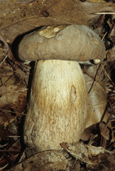 Boletus nobilissimus