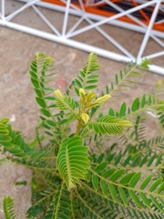 Senna spectabilis excelsa