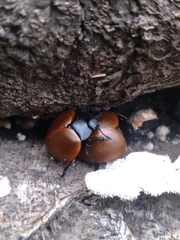 Aegithus clavicornis