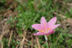 Zephyranthes rosea