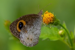 Ypthima aphnius