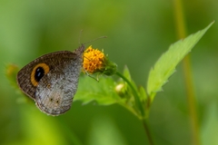 Ypthima aphnius