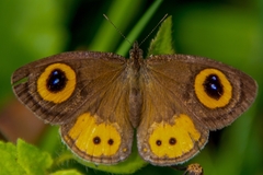 Ypthima aphnius