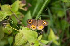 Ypthima aphnius