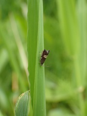 Grapholita compositella