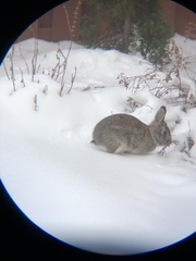 Sylvilagus floridanus