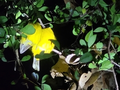 Rubigula melanicterus