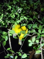 Rubigula melanicterus