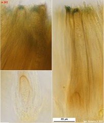 Odontotrema