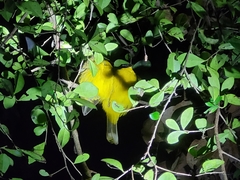 Rubigula melanicterus