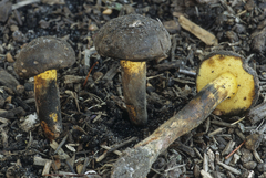 Cyanoboletus cyaneitinctus