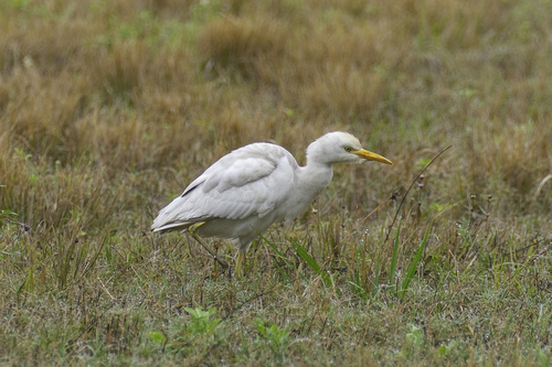 Bubulcus image