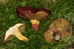 Boletus roodyi