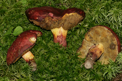 Boletus roodyi