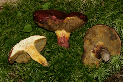 Boletus roodyi
