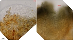 Odontotrema