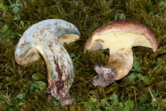 Butyriboletus roseopurpureus