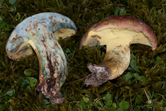 Butyriboletus roseopurpureus