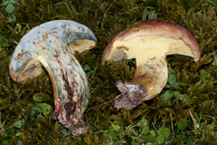 Butyriboletus roseopurpureus