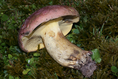 Butyriboletus roseopurpureus