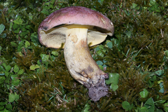 Butyriboletus roseopurpureus