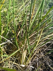 Brachypodium phoenicoides